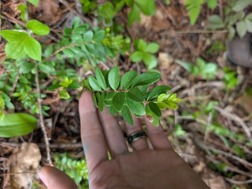 Oregon Boxwood