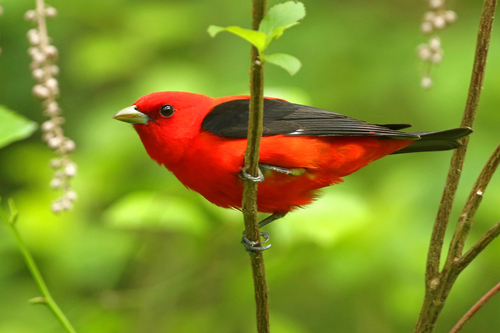 Scarlet Tanager