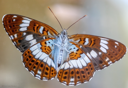 Eurasian White Admiral