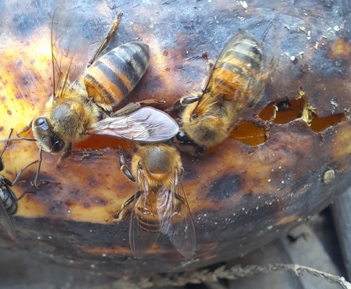 Western Honey Bee
