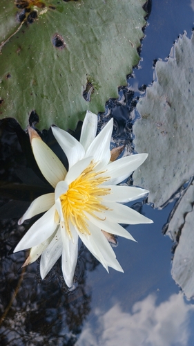 Dotleaf Waterlily