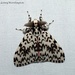 Lymantria concolor - Photo (c) Leonard Worthington, all rights reserved, uploaded by Leonard Worthington
