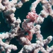 Observation photo