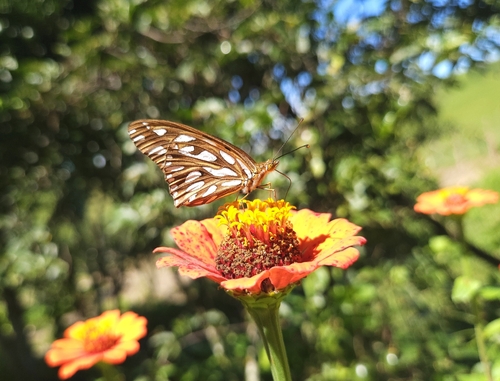 Gulf Fritillary