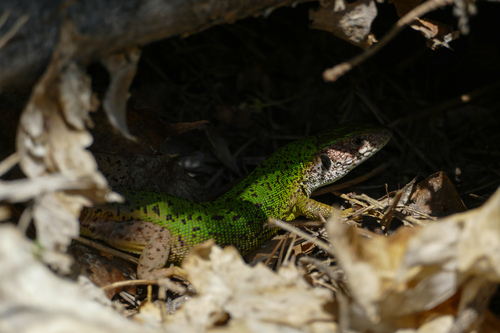 Green Lizard