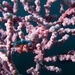 Observation photo