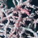 Observation photo