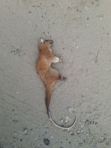 Derby's Woolly Opossum
