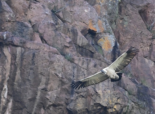 Cape Griffon