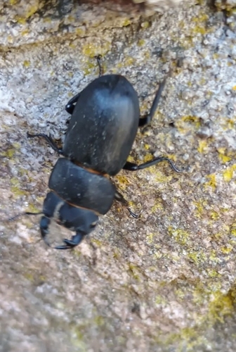 Lesser Stag Beetle