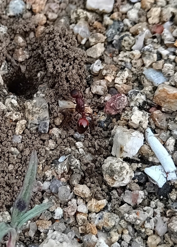 Manica rubida