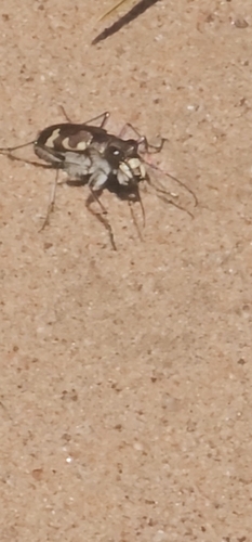 Northern Dune Tiger Beetle