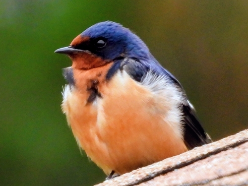 Barn Swallow