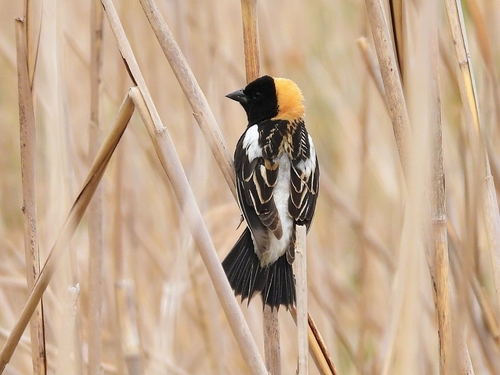 Bobolink