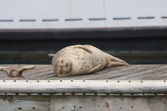 Harbor Seal