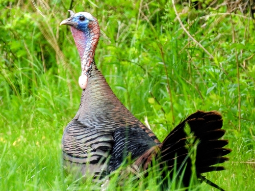 Wild Turkey