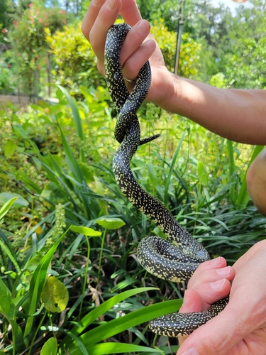 Common Kingsnake