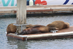 California Sea Lion