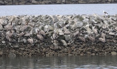 California Brown Pelican