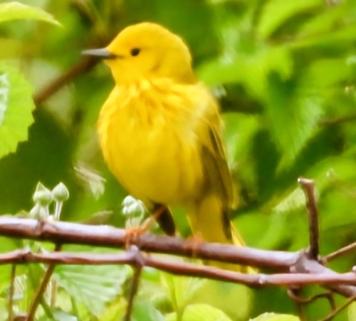 Northern Yellow Warbler