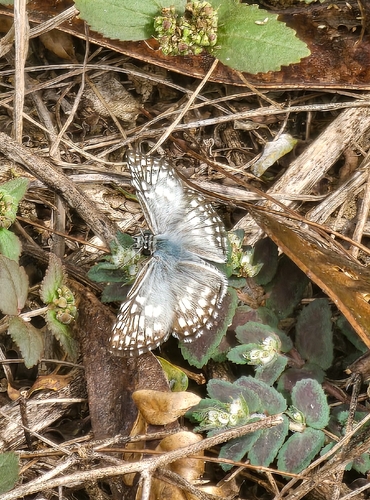 Orcus Checkered-Skipper