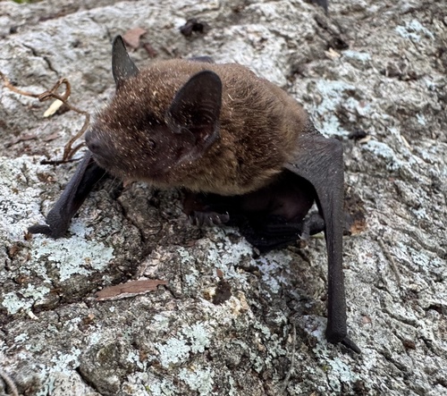 Evening Bat observed by rickowen