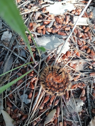 Oak Eggar