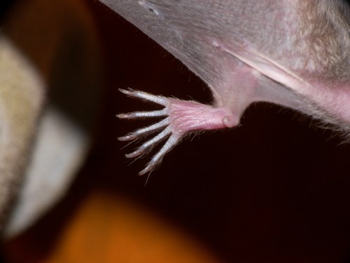 Common Vampire Bat