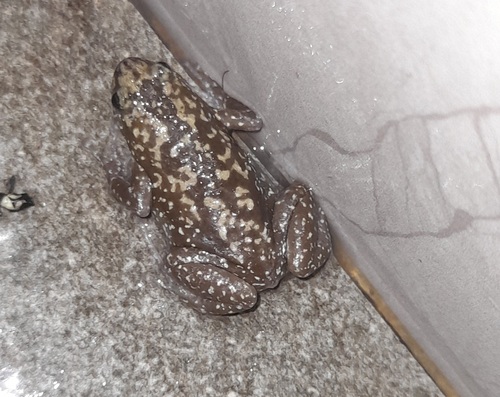 Rohan's Globular Frog