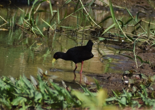 Black Crake