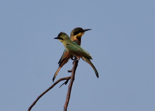 Little Bee-eater