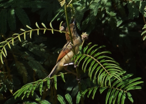 Winding Cisticola