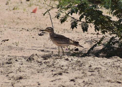 Senegal Thick-knee