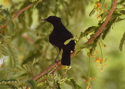 White-fronted Black-Chat