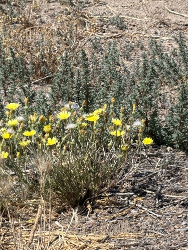 yellow tack-stem