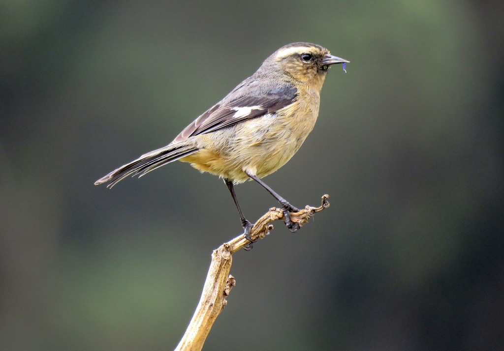 Cinereous Conebill (Conirostrum cinereum) photo