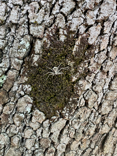 Philodromus margaritatus