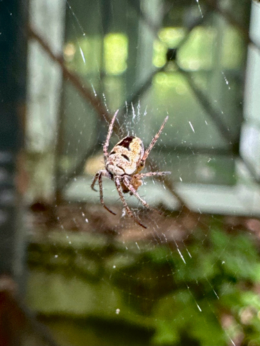 Zilla Orbweaver