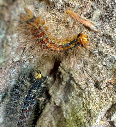 Spongy Moth