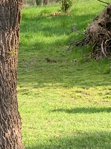 Groundhog