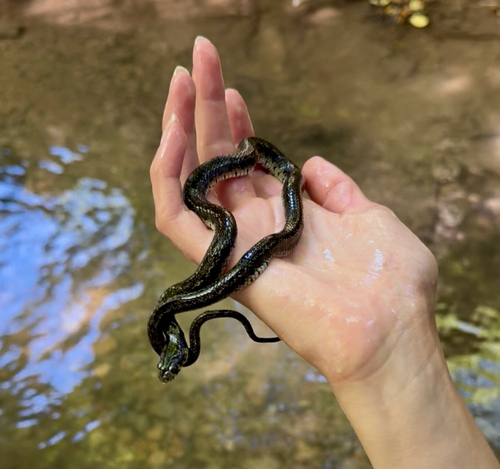 grass snake