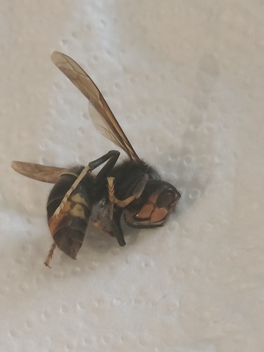 Yellow-legged Hornet