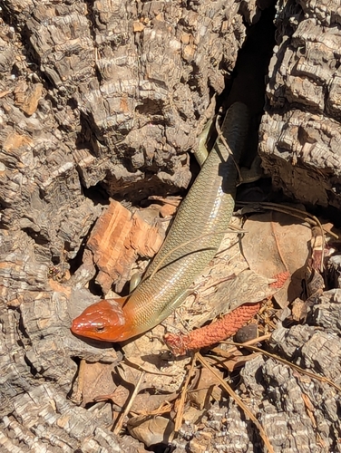 iNaturalist observation photo of Toothy Skinks
