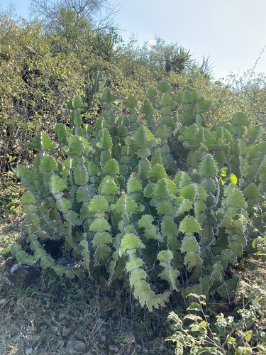 Euphorbia grandialata