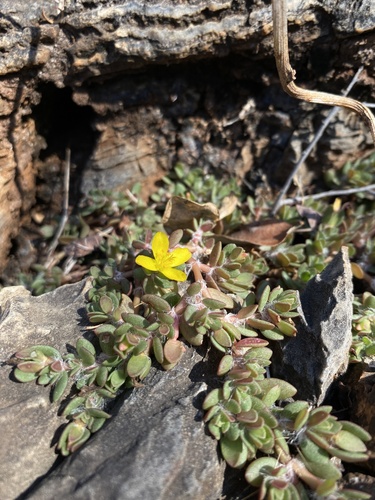Chickenweed Purslane