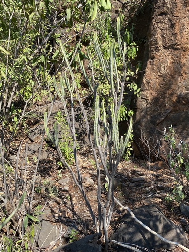 Euphorbia lydenburgensis
