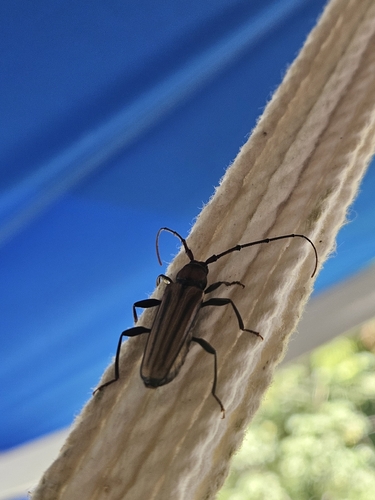Lebbek Borer