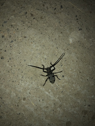 Morimus funereus