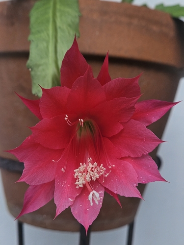 Disocactus ackermannii