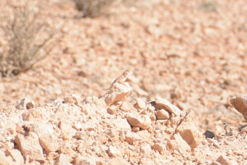 Desert Agama